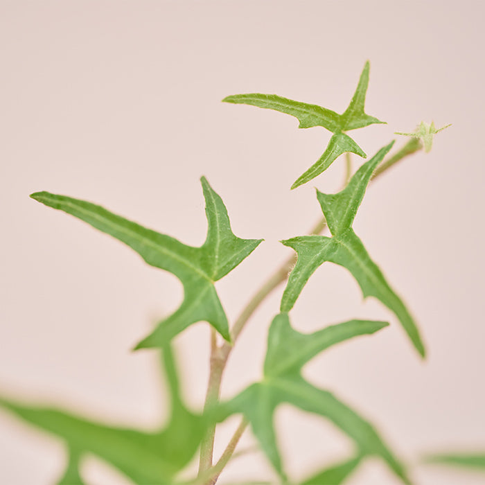 ヘデラ・アイリッシュレース