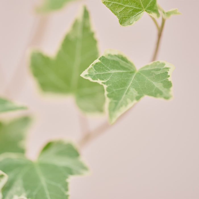 ヘデラ・エスター