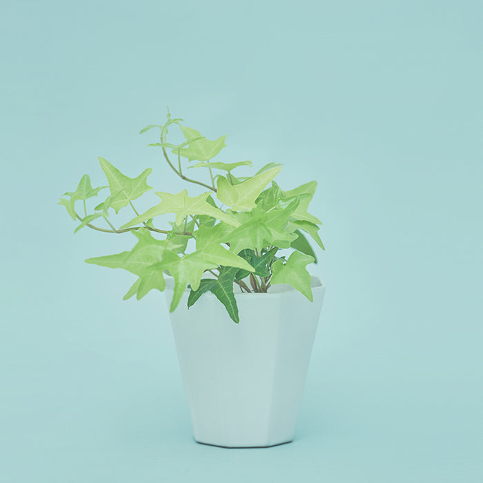 ヘデラ・ライトフィンガー