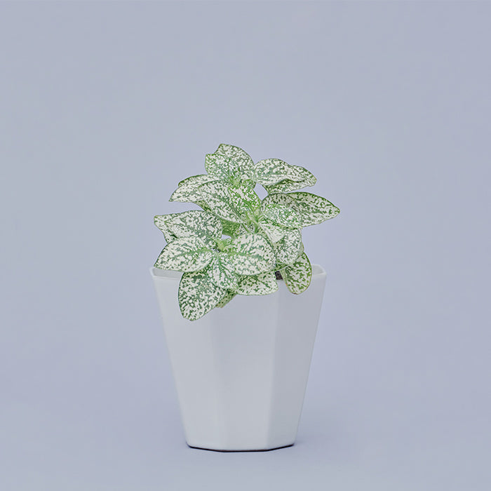 ヒポエステス・ホワイト