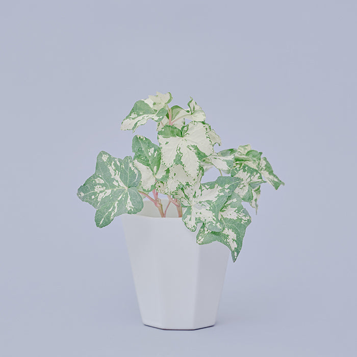 Greens