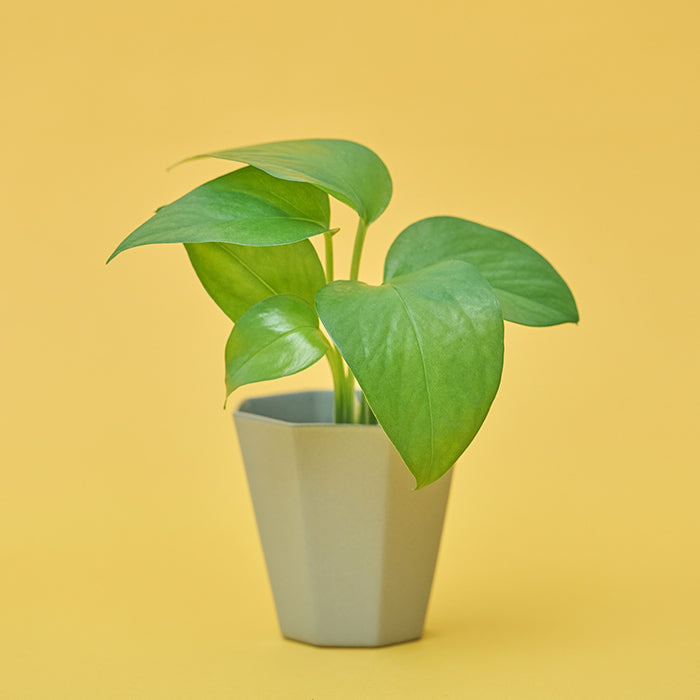 Greens