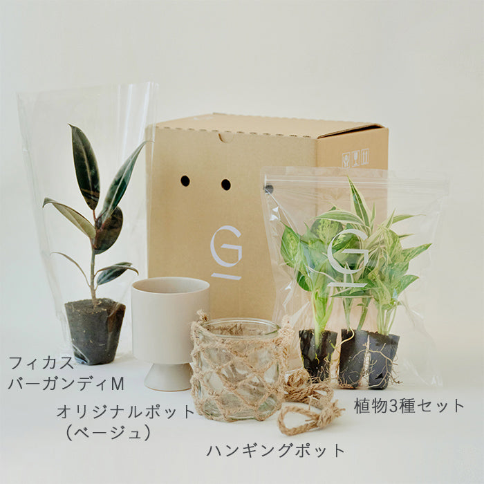 送料無料】Hanging & フィカス・バーガンディM Set（植物と器のセット）｜土を使わない観葉植物 – &Green