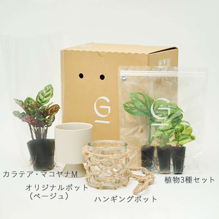 送料無料】Hanging & カラテア・マコヤナM Set（植物と器のセット）｜土を使わない観葉植物 – &Green