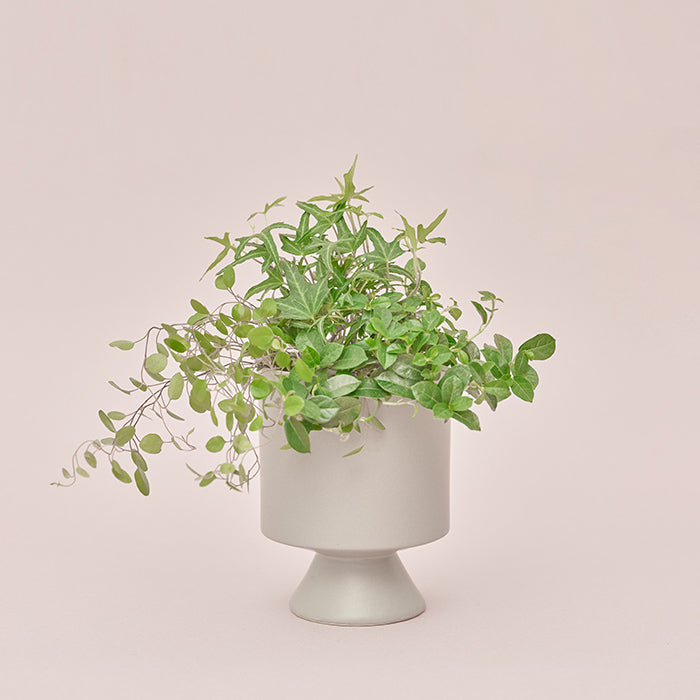 Shopping - 商品一覧｜土を使わない観葉植物の通販サイト