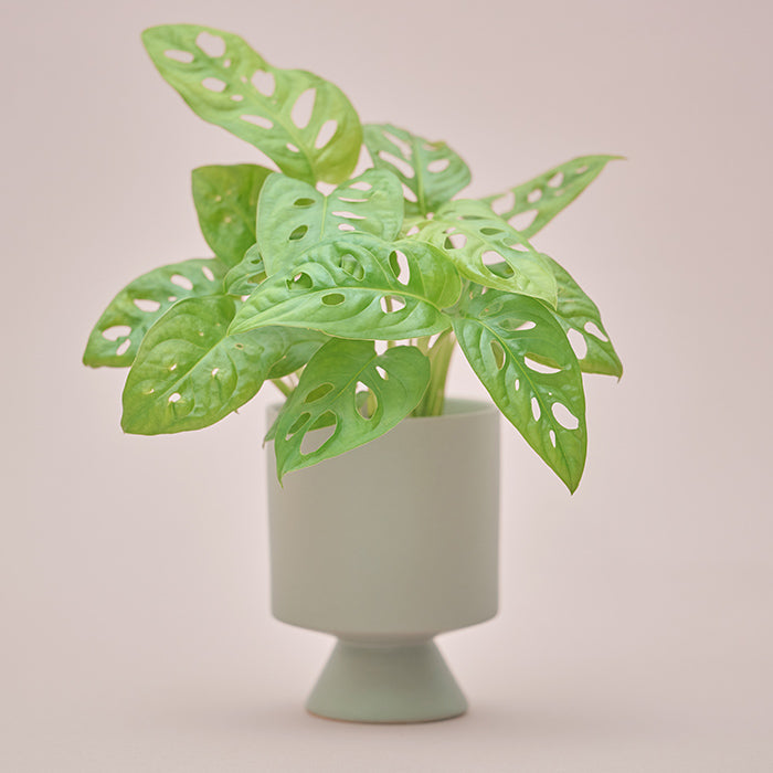 Shopping - 商品一覧｜土を使わない観葉植物の通販サイト