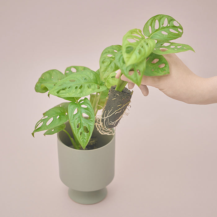 マドカズラ Set｜土を使わない観葉植物 – &Green