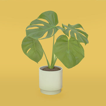 モンステラ L SKWhite Pot