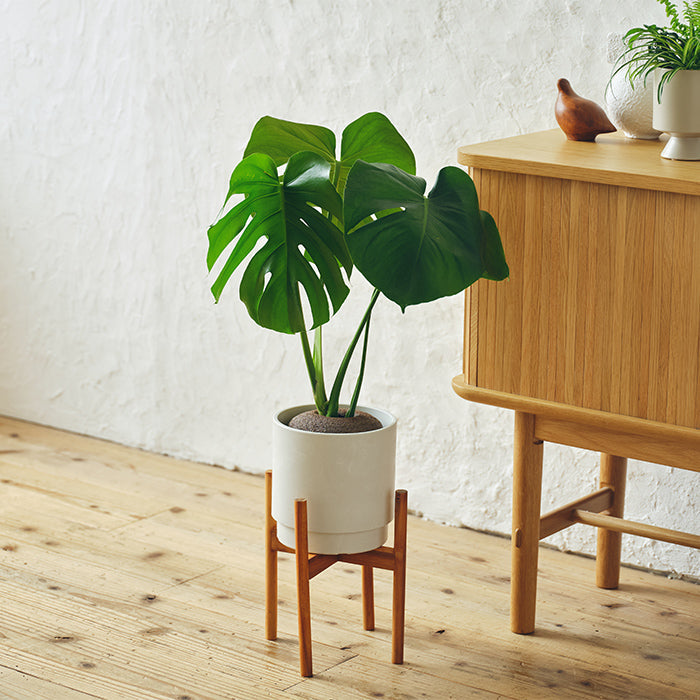 モンステラ L SKWhite Pot（Simple Green L）｜土を使わない観葉植物