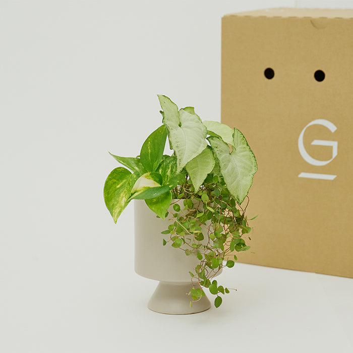 Shopping - 商品一覧｜土を使わない観葉植物の通販サイト