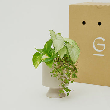 ＆Green Set w/Original Pot