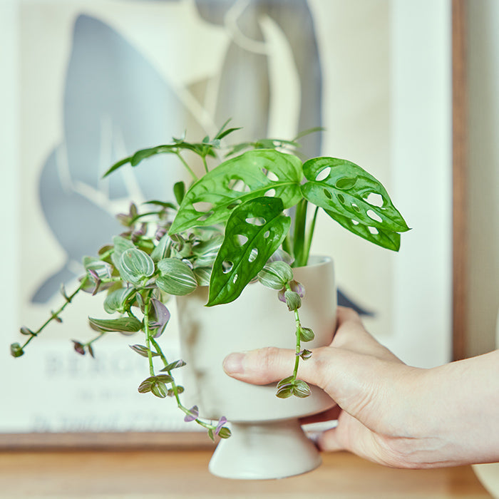 ＆Green Set w/Original Pot（植物と器のセット）｜土を使わない観葉