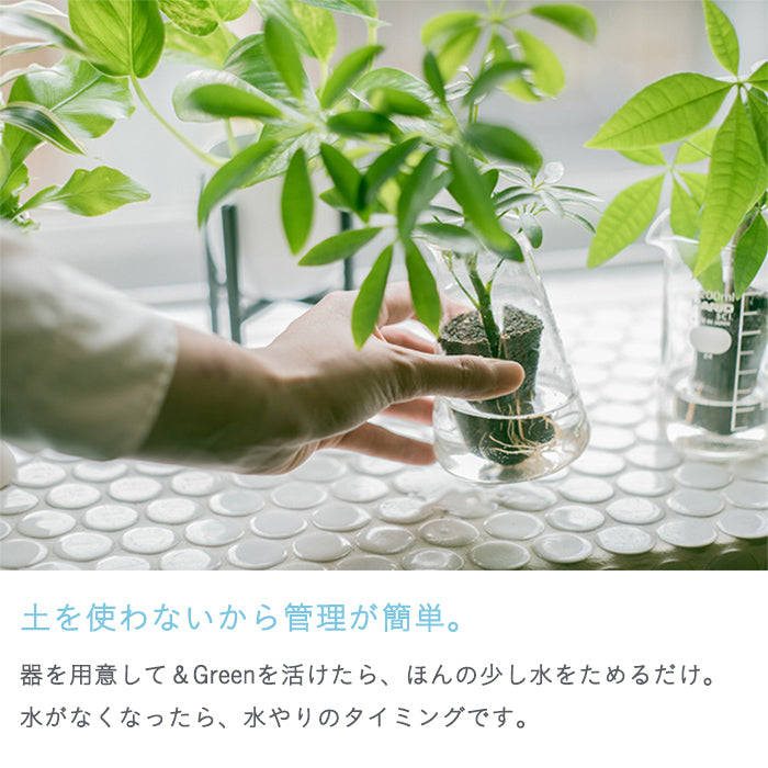 ＆Green Set w/Original Pot（植物と器のセット）｜土を使わない観葉