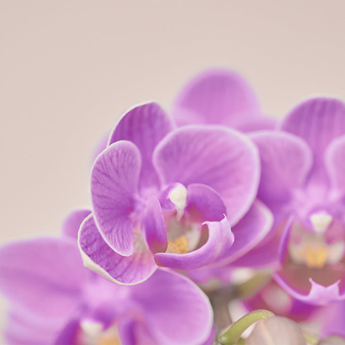 ＆Green Orchid Deep pink（胡蝶蘭ディープピンク）｜土を使わない観葉