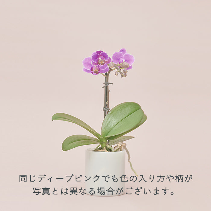 ＆Green Orchid Deep pink（胡蝶蘭ディープピンク）｜土を使わない観葉