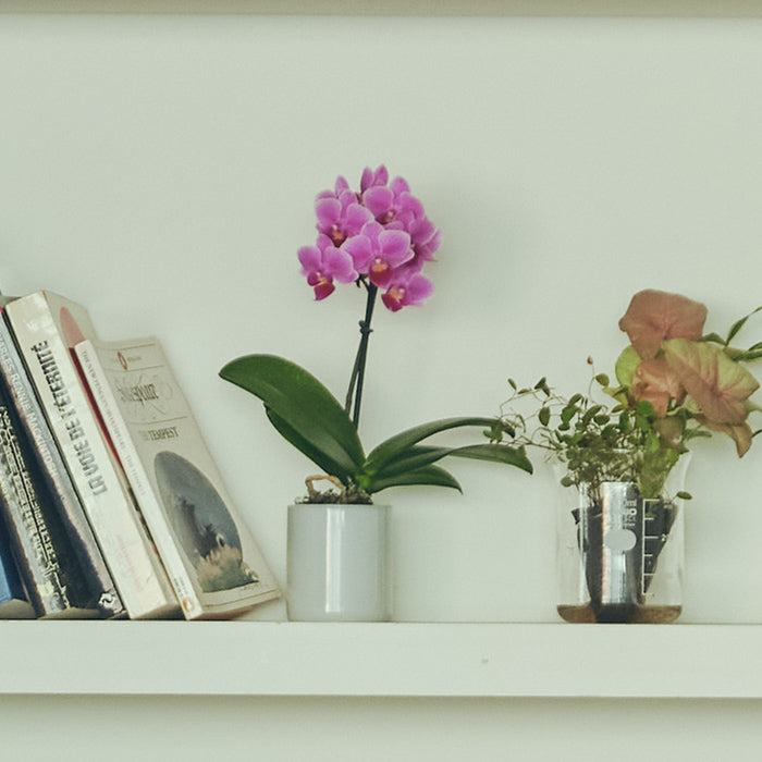 ＆Green Orchid Deep pink（胡蝶蘭ディープピンク）｜土を使わない観葉