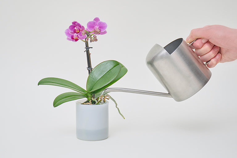 特別値下げ国際展作家・超クールな緑「トルコ桔梗」小原雅夫/真作D・リトグラフ/花 &Green Orchid