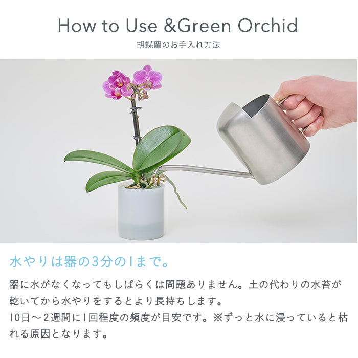 ＆Green Orchid Secret（胡蝶蘭おまかせ）｜土を使わない観葉植物 – &Green
