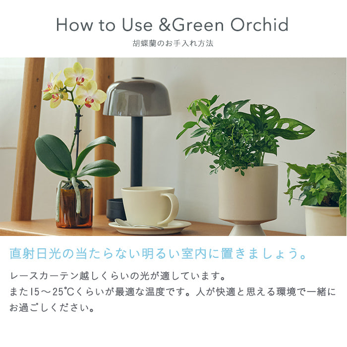 ＆Green Orchid Secret（胡蝶蘭おまかせ）｜土を使わない観葉植物 – &Green