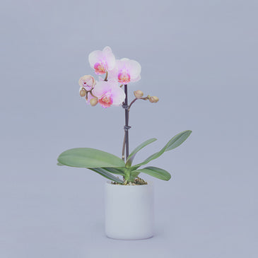 ＆Green Orchid Light pink