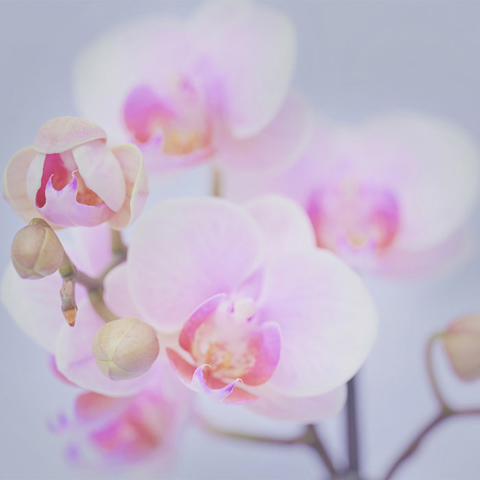 ＆Green Orchid Light pink（胡蝶蘭ライトピンク）｜土を使わない観葉