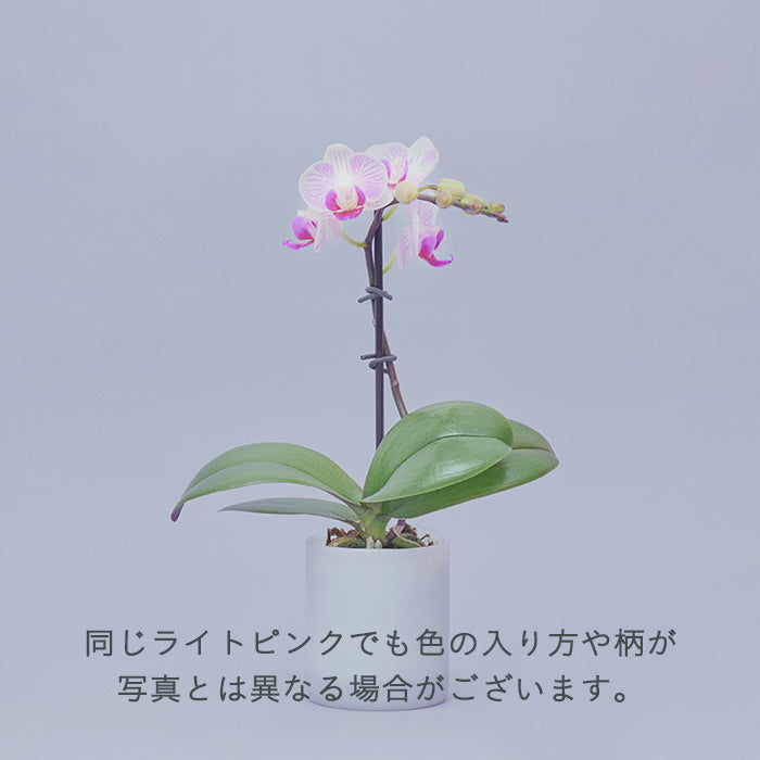 ＆Green Orchid Light pink（胡蝶蘭ライトピンク）｜土を使わない観葉