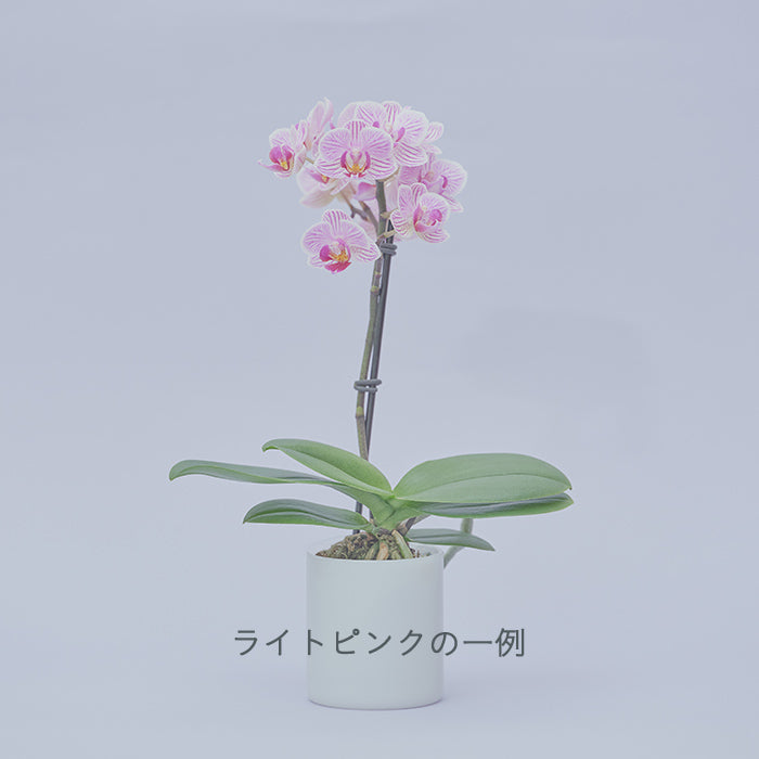 ＆Green Orchid Light pink（胡蝶蘭ライトピンク）｜土を使わない観葉