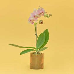 ＆Green Orchid Orange