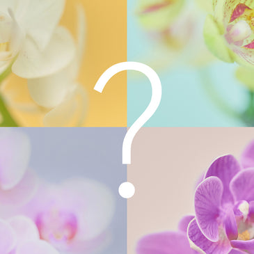 ＆Green Orchid Secret