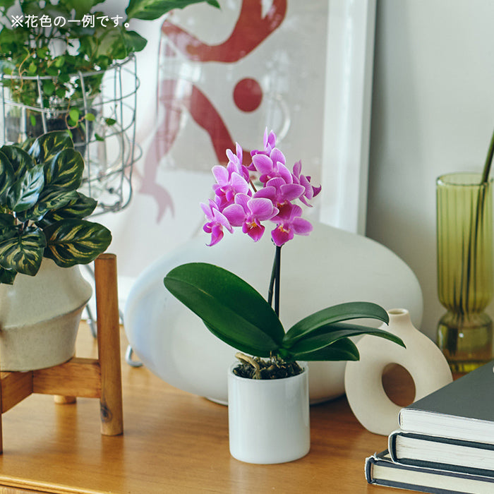 ＆Green Orchid Secret（胡蝶蘭おまかせ）｜土を使わない観葉植物 – &Green