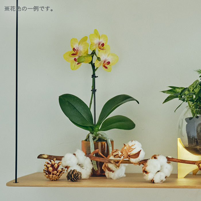 ＆Green Orchid Secret（胡蝶蘭おまかせ）｜土を使わない観葉植物 – &Green
