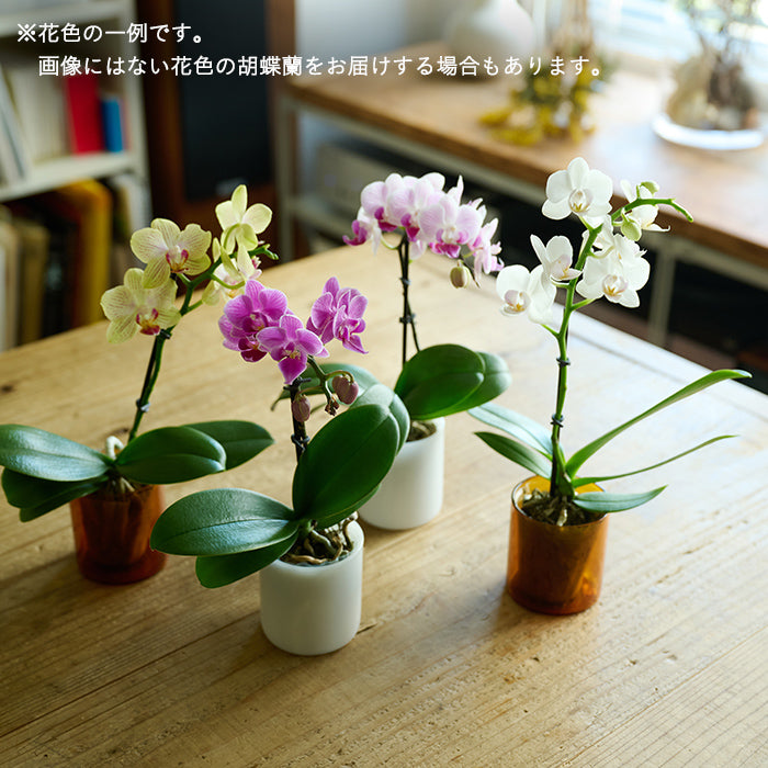 ＆Green Orchid Secret（胡蝶蘭おまかせ）｜土を使わない観葉植物 – &Green