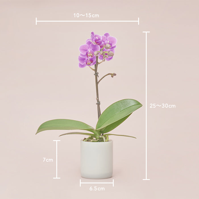 花と蝶 ＆Green Orchid Deep pink（胡蝶蘭ディープピンク）｜土を使わない観葉