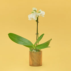 ＆Green Orchid White