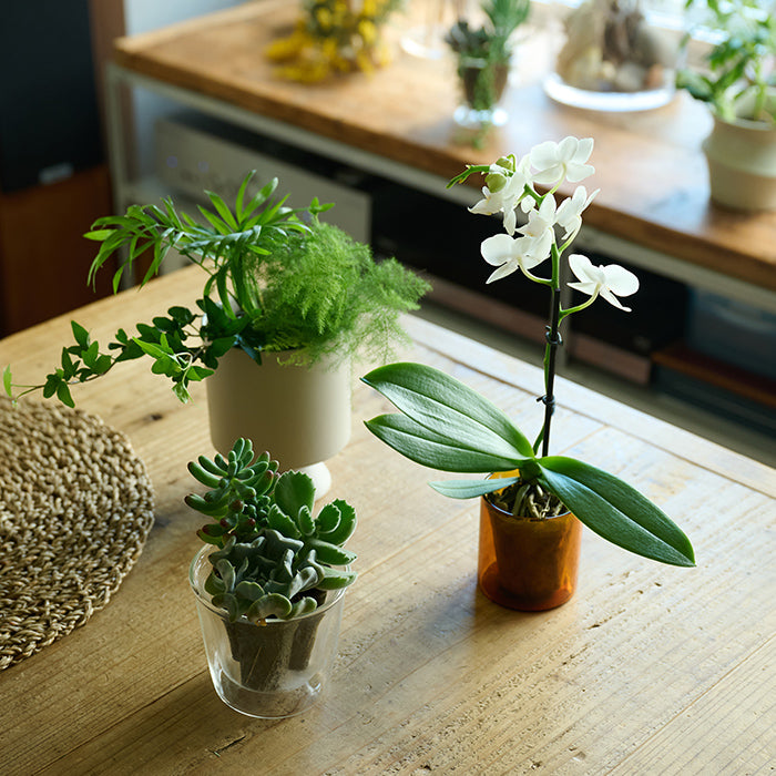 ＆Green Orchid White（胡蝶蘭ホワイト）｜土を使わない観葉植物 – &Green