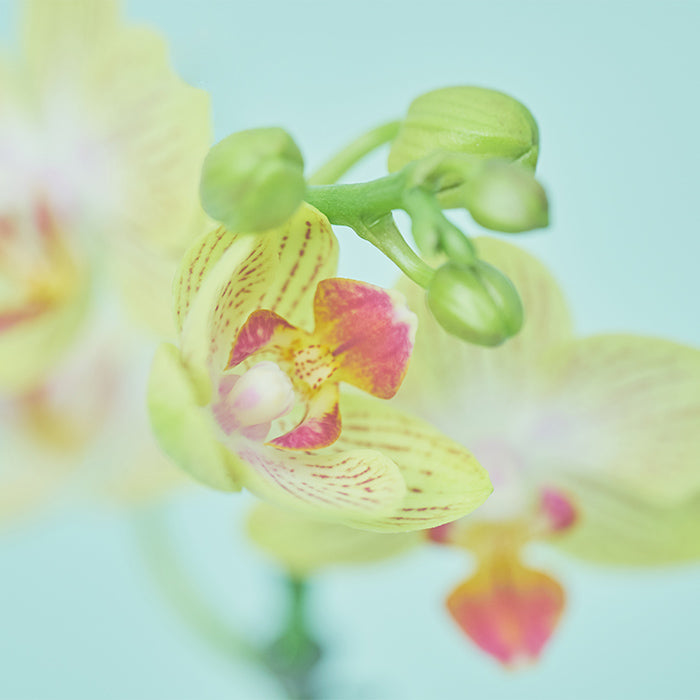 ＆Green Orchid Yellow（胡蝶蘭イエロー）｜土を使わない観葉植物 – &Green