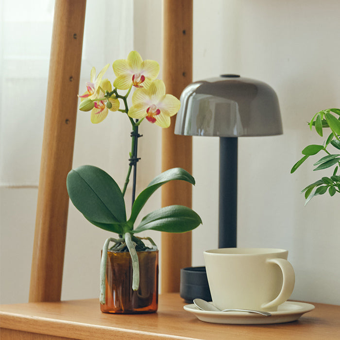 ＆Green Orchid Yellow（胡蝶蘭イエロー）｜土を使わない観葉植物 – &Green