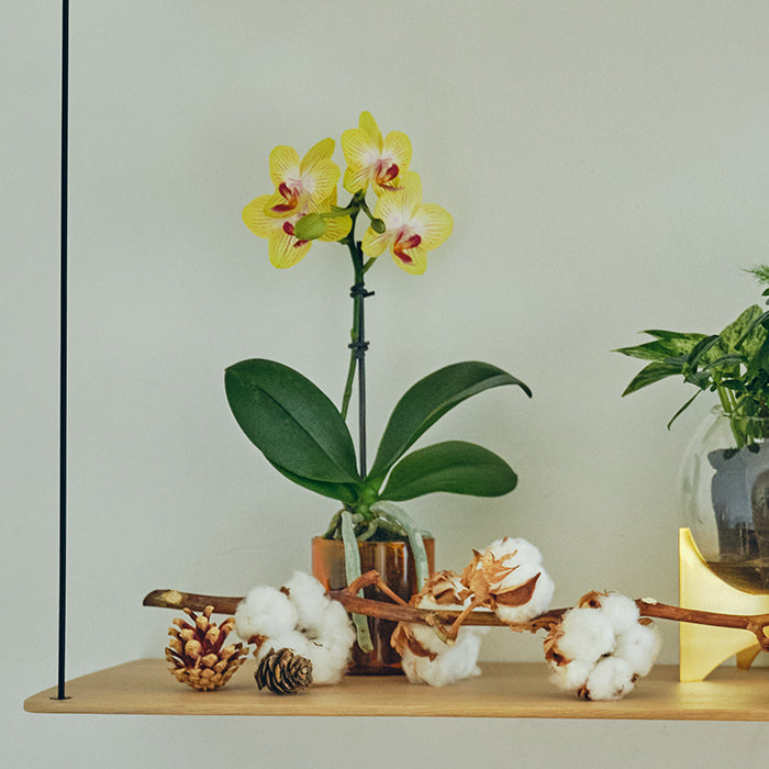 ＆Green Orchid Yellow（胡蝶蘭イエロー）｜土を使わない観葉植物 – &Green