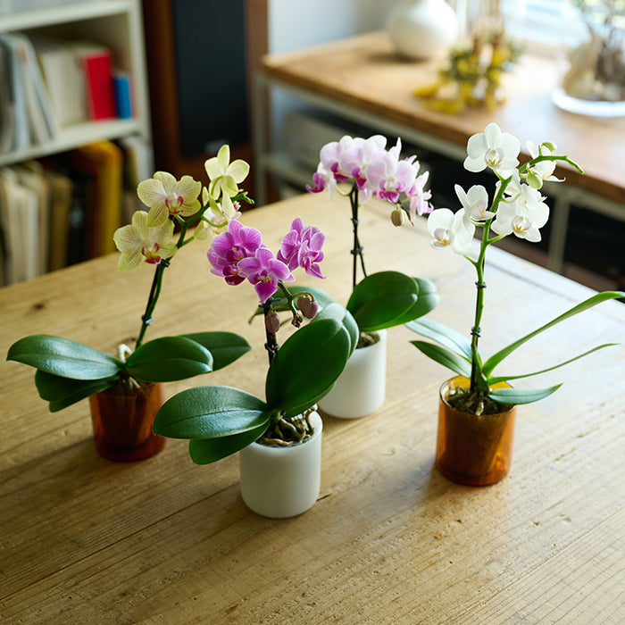 胡蝶蘭 ＆Green Orchid Yellow（胡蝶蘭イエロー）｜土を使わない観葉植物 – &Green
