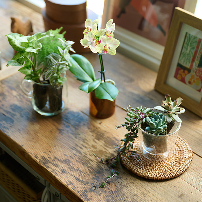 ＆Green Orchid Yellow（胡蝶蘭イエロー）｜土を使わない観葉植物 – &Green