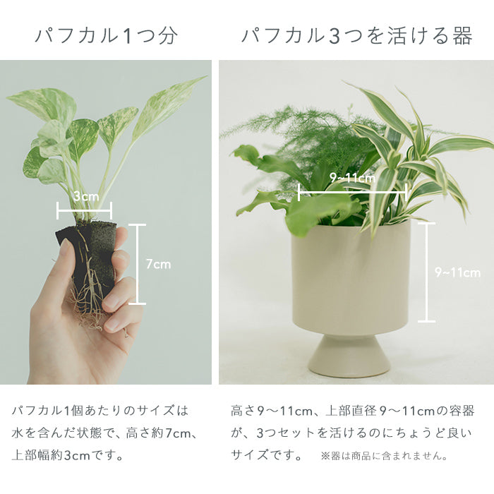 ポトス レモンライム苗 可愛らしく 根付き 観葉植物 グリーンライフ 売買されたオークション情報 落札价格 【au  payマーケット】の商品情報をアーカイブ公開