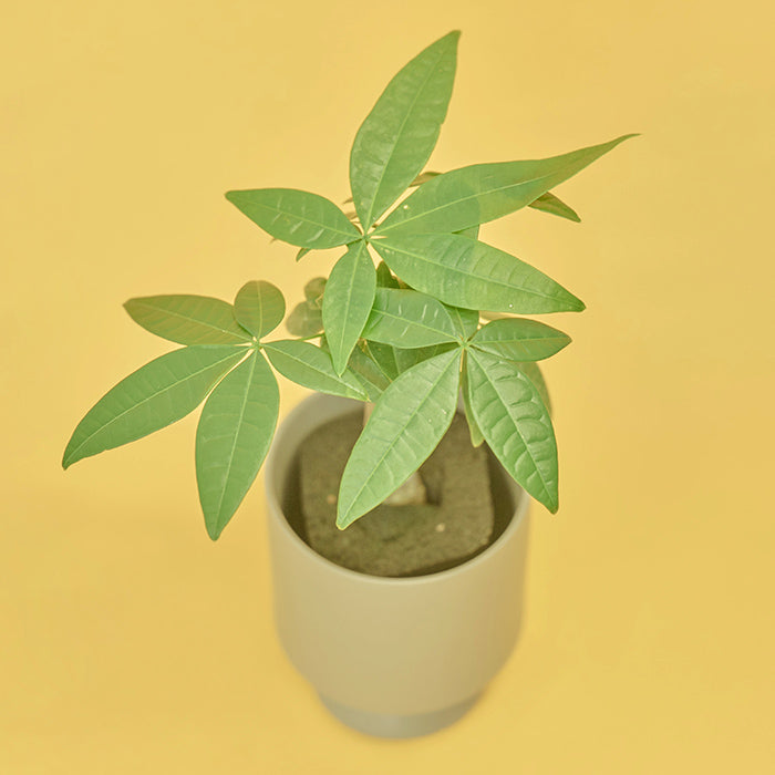 確認用　パキラ 観葉植物 緑色の葉 再入荷‼️初めてなら○パキラ○原産地は熱帯、日当たりの良い