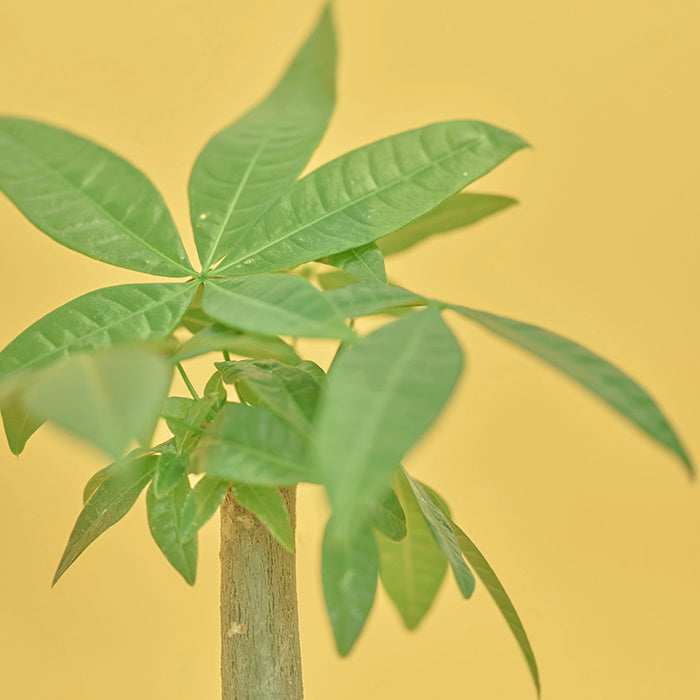 パキラ M（Simple Green）｜土を使わない観葉植物 – &Green