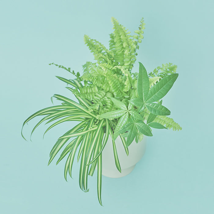 植物一式 STUDIO. ZOK｜陶植セット ハオルチア コンプト - ハシュケ［hushykke］