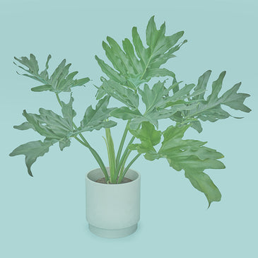 フィロデンドロン・ホープ L SKWhite Pot