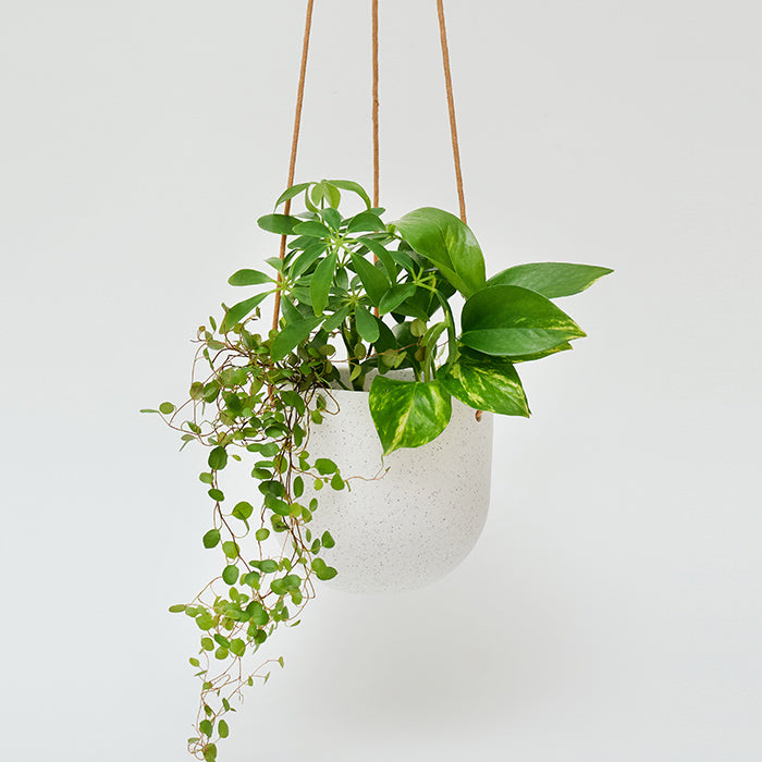 Pottery Hanging White 陶器製のハンギングポット｜土を使わない観葉