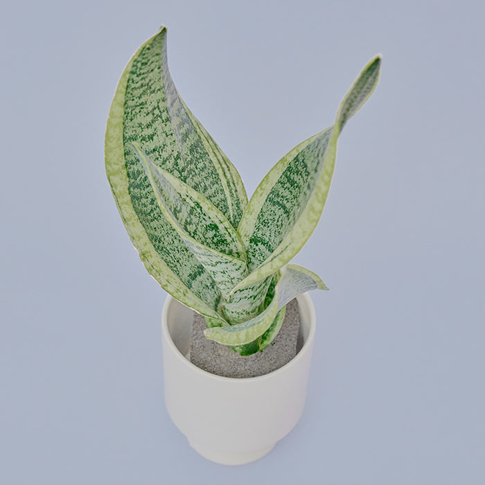 サンスベリア M（Simple Green）｜土を使わない観葉植物 – &Green