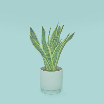 サンスベリア L SKWhite Pot