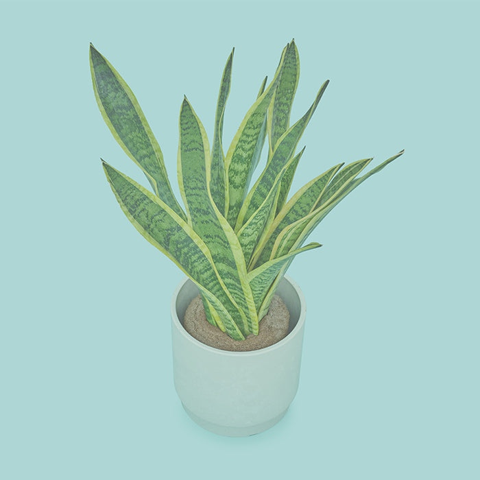 サンスベリア L SKWhite Pot（Simple Green L）｜土を使わない観葉植物