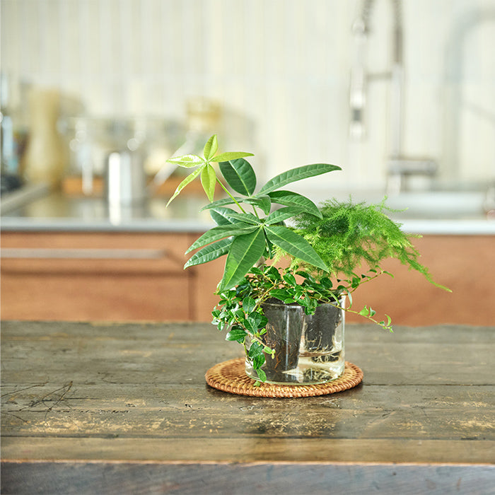 Isaac（パキラ、アスパラガス、フィカス・シャングリラ）｜土を使わ